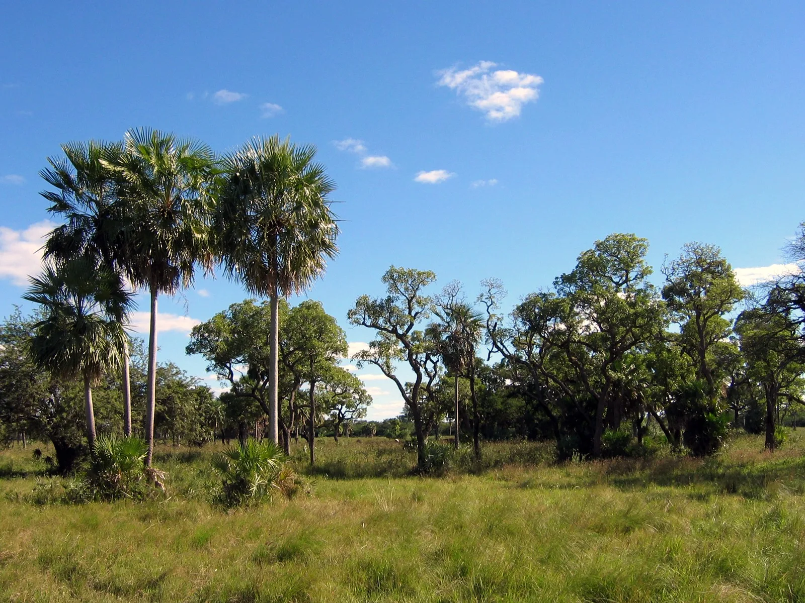 Palmar y monte del Chaco Boreal paraguayo sobre pastizal alto, bajo cielo despejado.