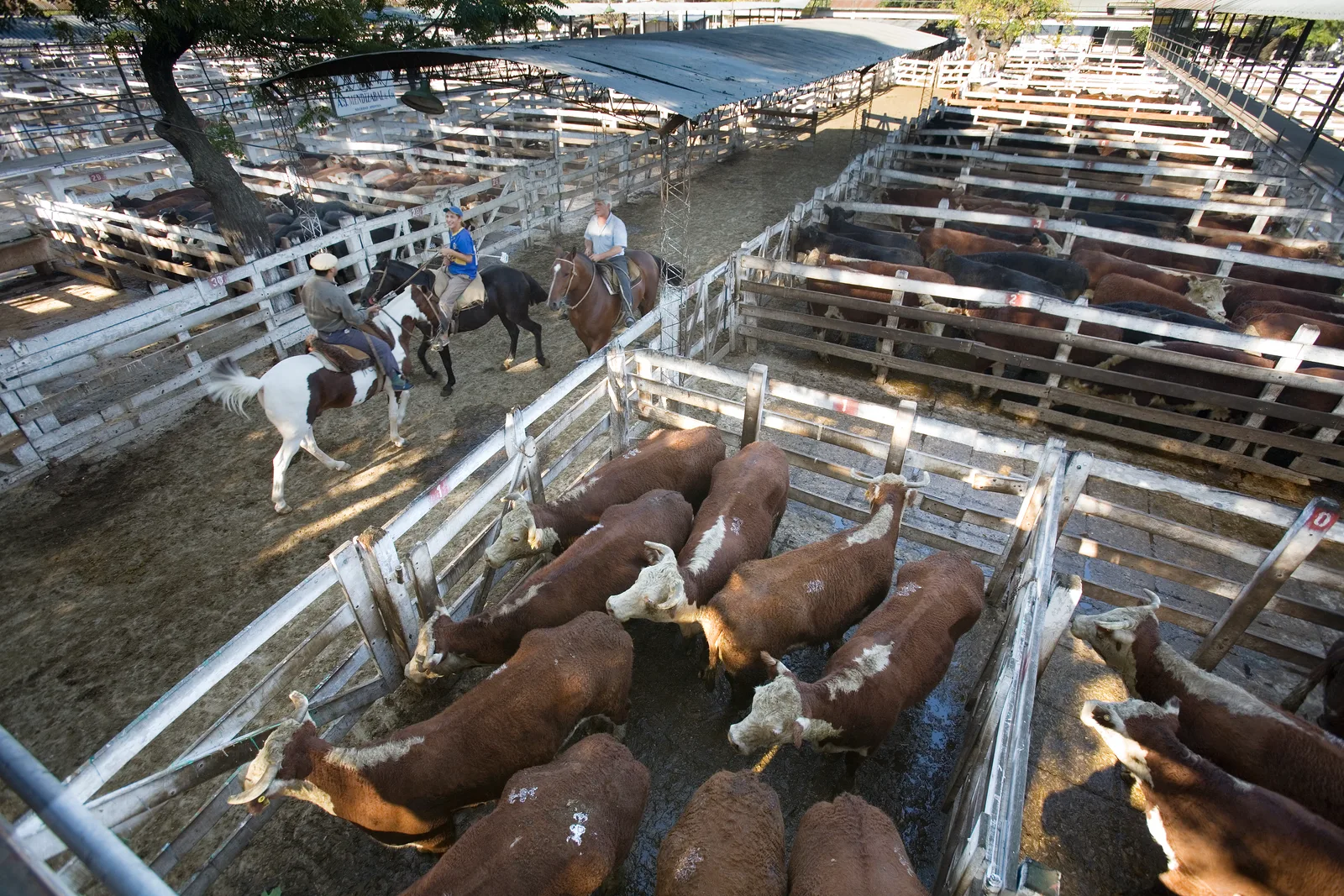 Corrales de madera colmados de ganado vacuno con jinetes trabajando entre los bretes.
